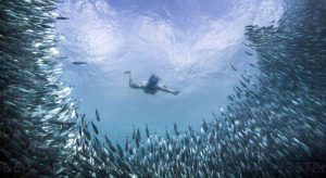 Moalboal 2 philippines 1