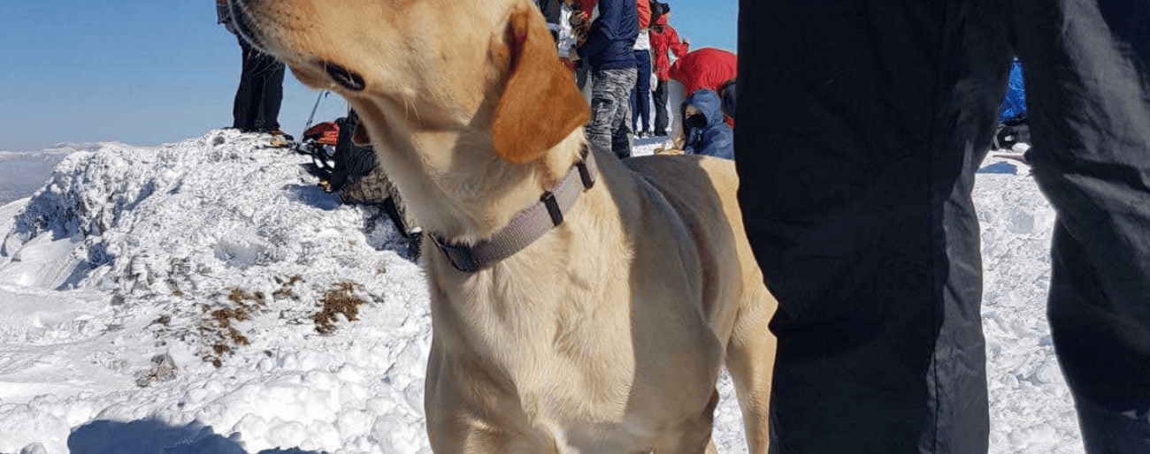 Featured image blog post travel with pets abroad 1300x514 1