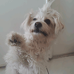 Mimi 3