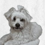 Mimi profile